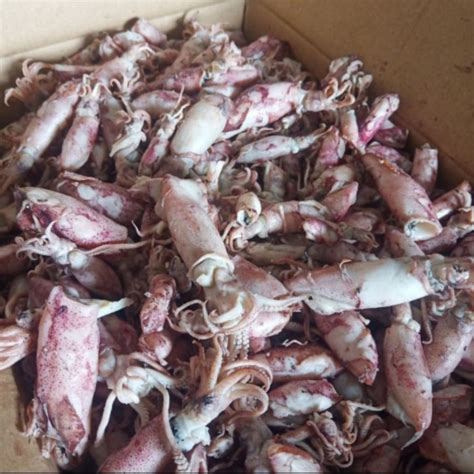 Jual Ikan Asin Cumi Sotong Besar Jumbo 1 Kg Fresh Shopee Indonesia