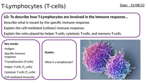 As A2 Level Aqa Biology T Lymphocyte T Cell Cell Mediated Immunity Immune System Full Lesson