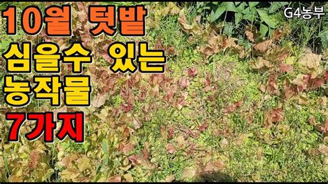 10월 심을수있는농작물 7가지소개합니다 귀농귀촌텃밭작물소개 Youtube