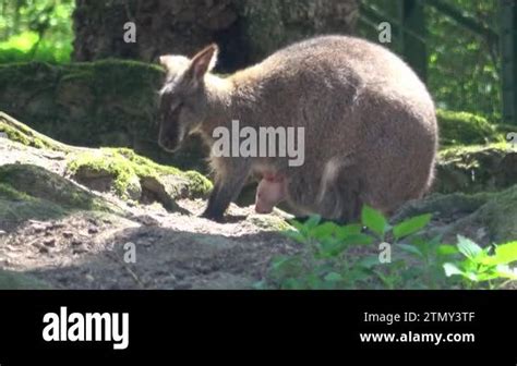 Joey Out Of Pouch Stock Videos And Footage Hd And 4k Video Clips Alamy