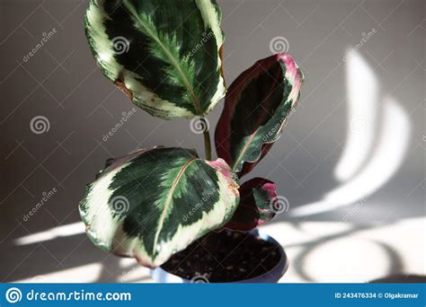 Calathea Roseopicta Medallion Y Marion Variedad Closeup Hoja En El