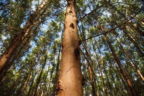 Maior Fábrica de Celulose do Mundo em Mato Grosso do Sul começa a