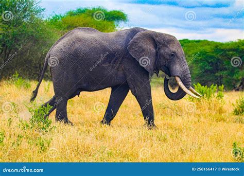 Elephant in Its Natural Habitat Stock Image - Image of nature, fauna ...