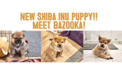 Shiba Inu History And Origins My First Shiba Inu