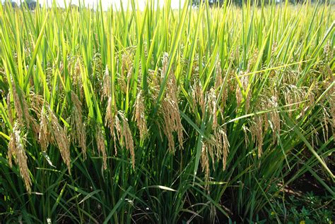 Cultivar De Arroz Irrigado Brs Tropical Portal Embrapa