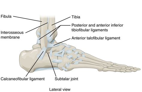 syndesmosis high ankle sprain - Image - Back in Action