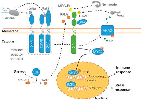 Ijms Free Full Text Versatile Roles Of The Receptor Like Kinase