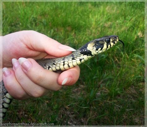 Natrix natrix by Sapphiresenthiss on DeviantArt