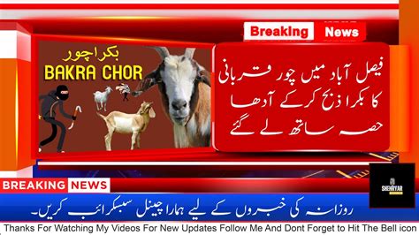 Chor Qurbani Ka Janwar Le Kar Bhag Gaya Bakra Eid Desi Bakre