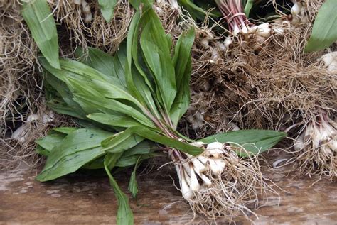 Growing Ramps Wild Leeks In The Home Vegetable Garden