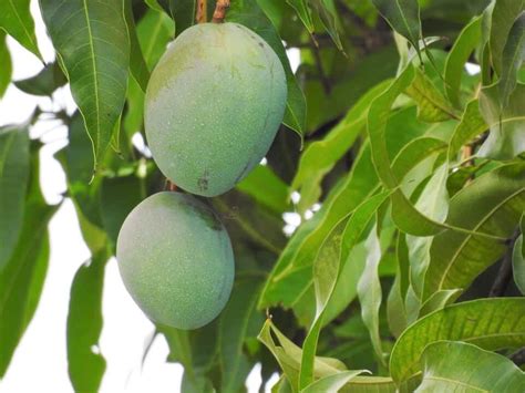 Cuanto Tiempo Demora Un Arbol De Mango En Dar Frutos Helinafilip