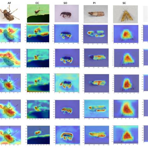 The Grad Cam Visualization Results We Compared The Visualization