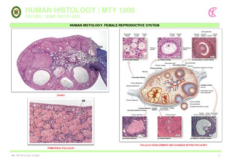 Histology Of Female Reproductive System Schemes And Mind Maps Anatomy ...