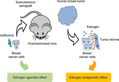 Effect Of Soy Isoflavones On The Growth Of Human Breast Tumors