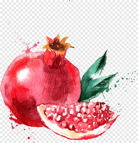 Watercolor Painting Drawing Fruit Illustration Red Pomegranate