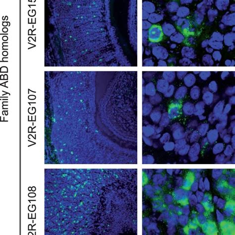 Expression Of V R Transcripts In The Snake Vomeronasal Sensory