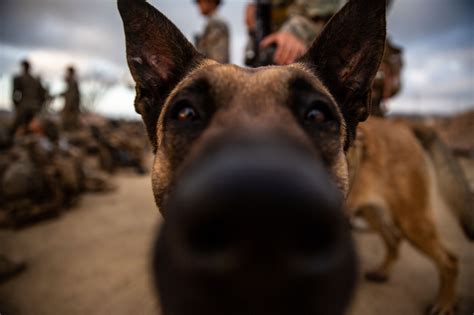 You Can Adopt A Retired Us Air Force Military Working Dog