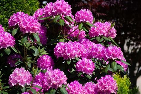 Azaleas rosas en plena floración durante la primavera Foto Premium