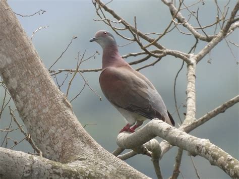 Ebird Checklist Oct Amador Country Inn Grounds Species