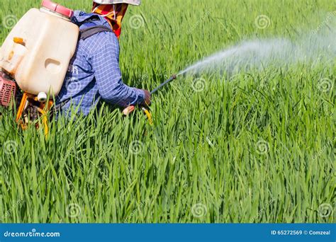 Farmer Spraying Pesticide In The Rice Field Stock Image Image Of Asia