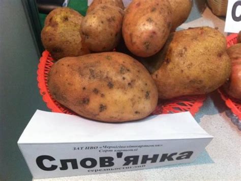 Картофель Славянка: описание и характеристики сорта, посадка и уход ...
