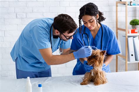 How To Give A Dog Ear Medicine at Bruce Macias blog