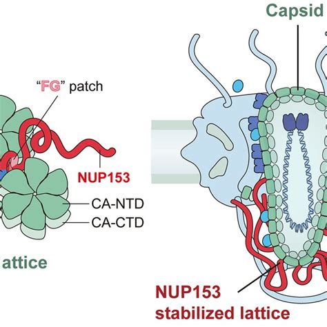 Schematic Of How The Ca Lattice Engages Nup153 To Mediate Hiv 1 Capsid