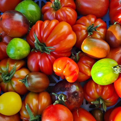 Tomates Surtidos 1 Kg Huerto Angachilla