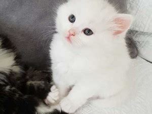 kittens w/blue eyes - Cute Kittens Photo (41527479) - Fanpop