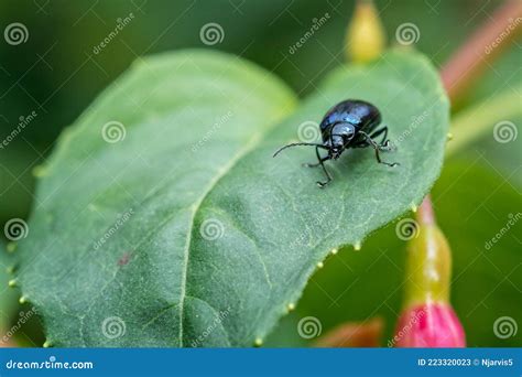 Close of Beetle with Iridescent Blue Shell Stock Image - Image of ...