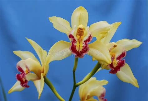 Phalaenopsis Orchid Blooming in a Greenhouse, Close-up Stock Photo - Image of flowers, orchids ...