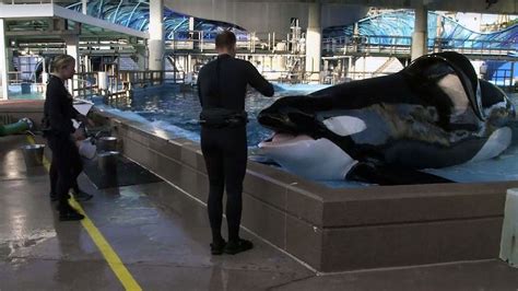 Tilikum, orca that killed trainer, has died | FOX 51 Gainesville