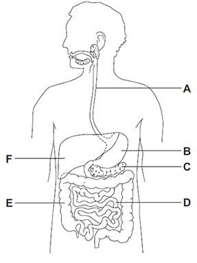 Enzymes Digestion Flashcards Quizlet