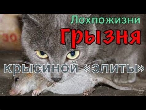 Крысиная грызня внутри "элиты" - YouTube