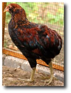 La poule Araucana • Poules et Cie