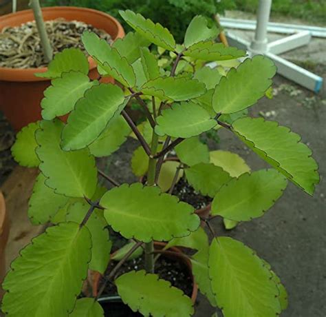 Miracle Leaf Live Plant (Kalanchoe Pinnata) | Cathedral bells | Goethe ...