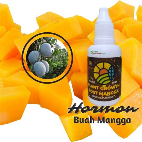 Jual Pupuk Hormon Buah Mangga Agar Tidak Rontok Hormon Pembungaan