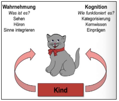 VL 3 Entwicklung Der Wahrnehmung Chap 5 Flashcards Quizlet