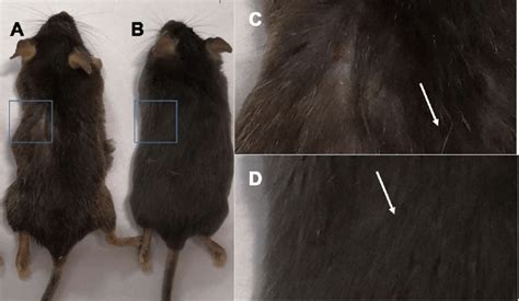 Comparison Of The Appearance Of C57 Mice Of Different Ages Note A