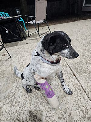 Houston, TX - Border Collie/Mixed Breed (Medium). Meet Oreo a Pet for ...