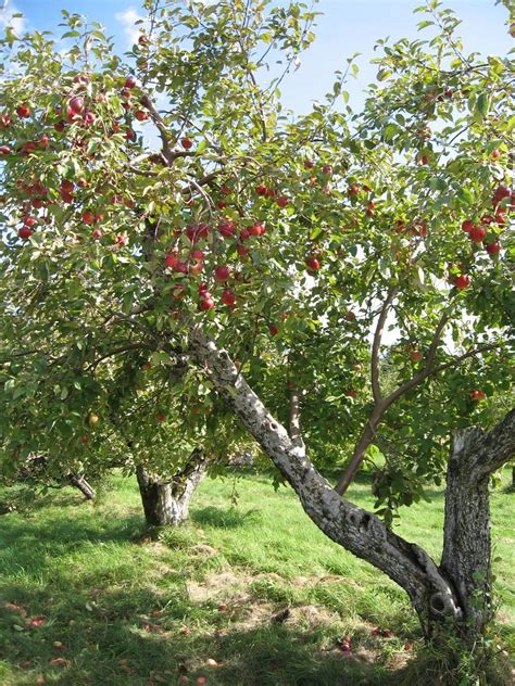 Free Apple Tree Stock Photo - FreeImages.com