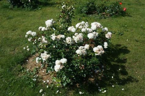 Роза Алабастер Фото И Описание – Telegraph