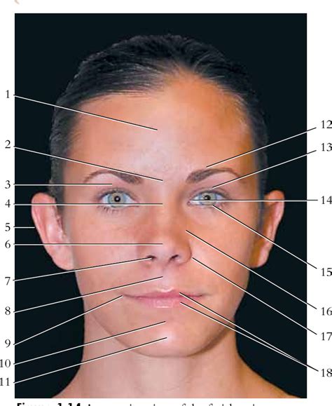 A Photographic Atlas For The Anatomy And Physiology Laboratory