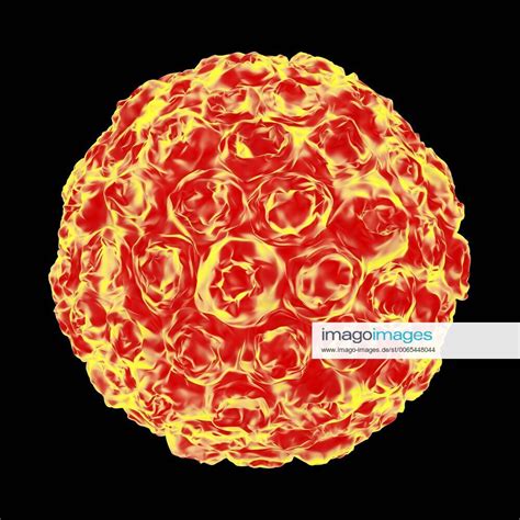 Human Papilloma Virus Particle Artwork Human Papilloma Virus Hpv