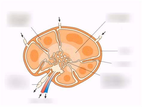 Schaubild Lymphknoten Quizlet