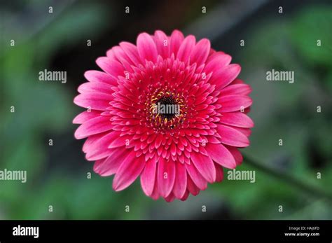 Flower With Pink Petals Hi Res Stock Photography And Images Alamy