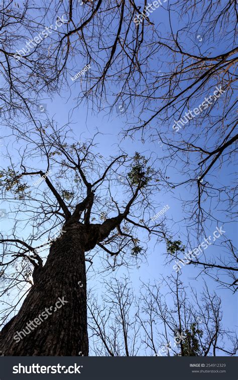Naked Branches Tree Sky Background Stock Photo Shutterstock