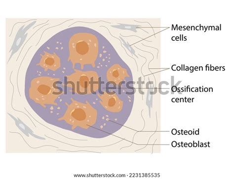 Process Begins When Mesenchymal Cells Embryonic Stock Vector (Royalty ...