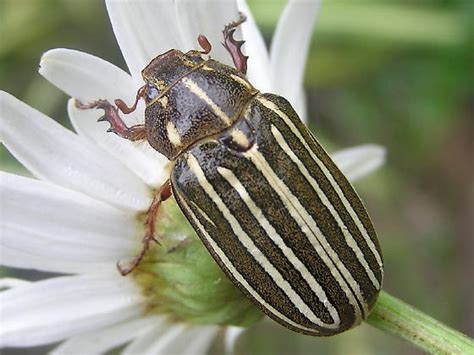 Ten Lined June Beetle Polyphylla Crinita Bugguidenet