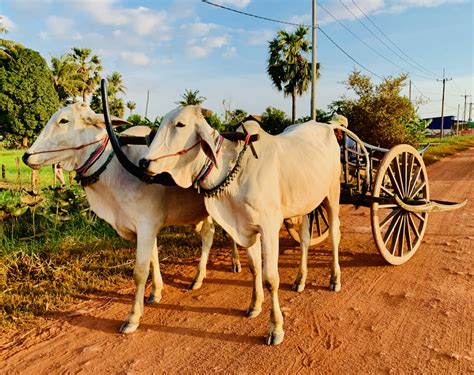 An Unforgettable Ox Cart Adventure: Siem Reap Beyond Angkor Wat
